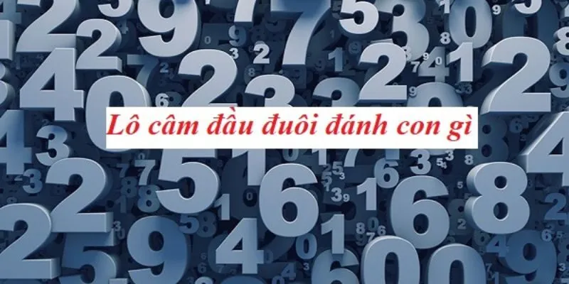 Bạc nhớ đầu đuôi câm rất đáng tham khảo